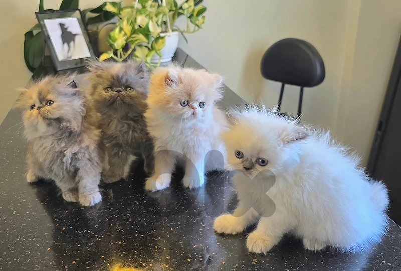 persian kitten