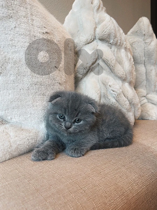 Cutest Scottish fold kitten HIGHEST QUALITY