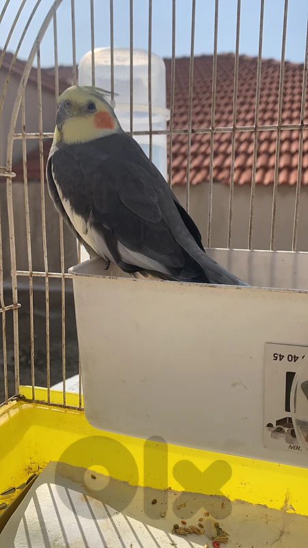 Cockatiel