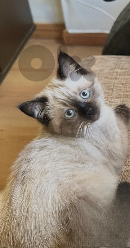 kitten for sale