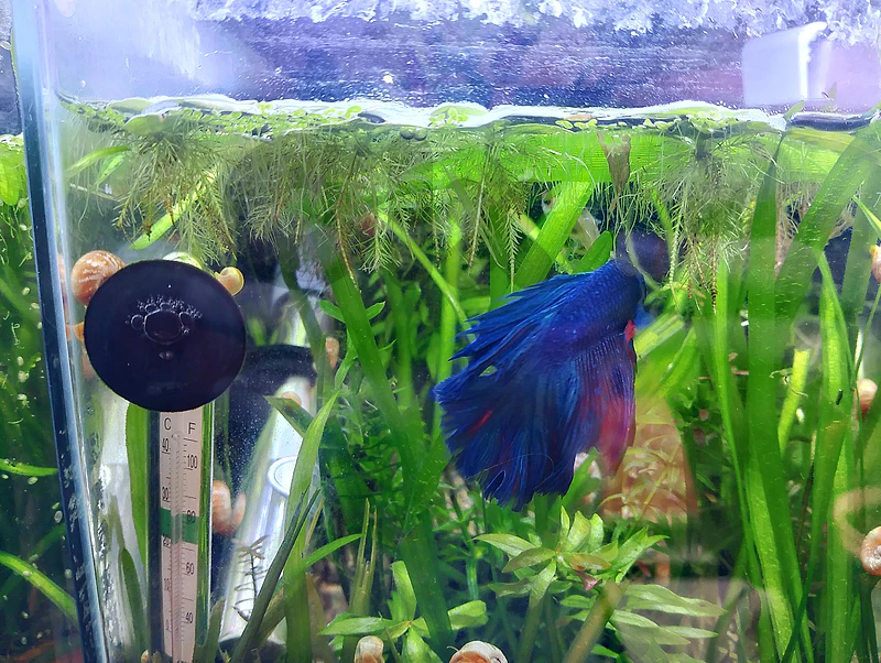 betta fish