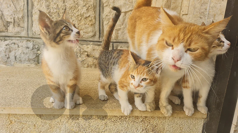 ثلاث إناث للتبني