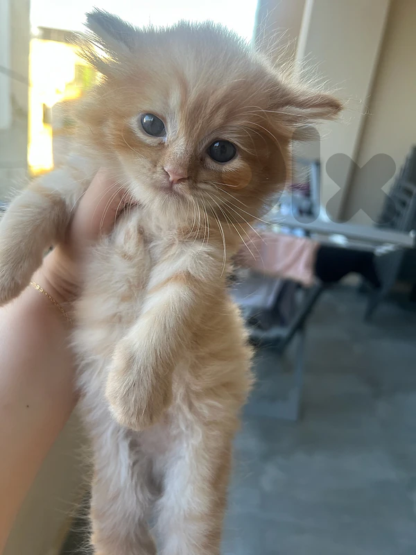 cat for sale