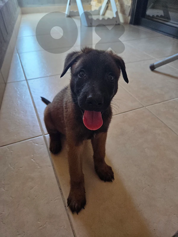 belgian malinois puppy 45 days old