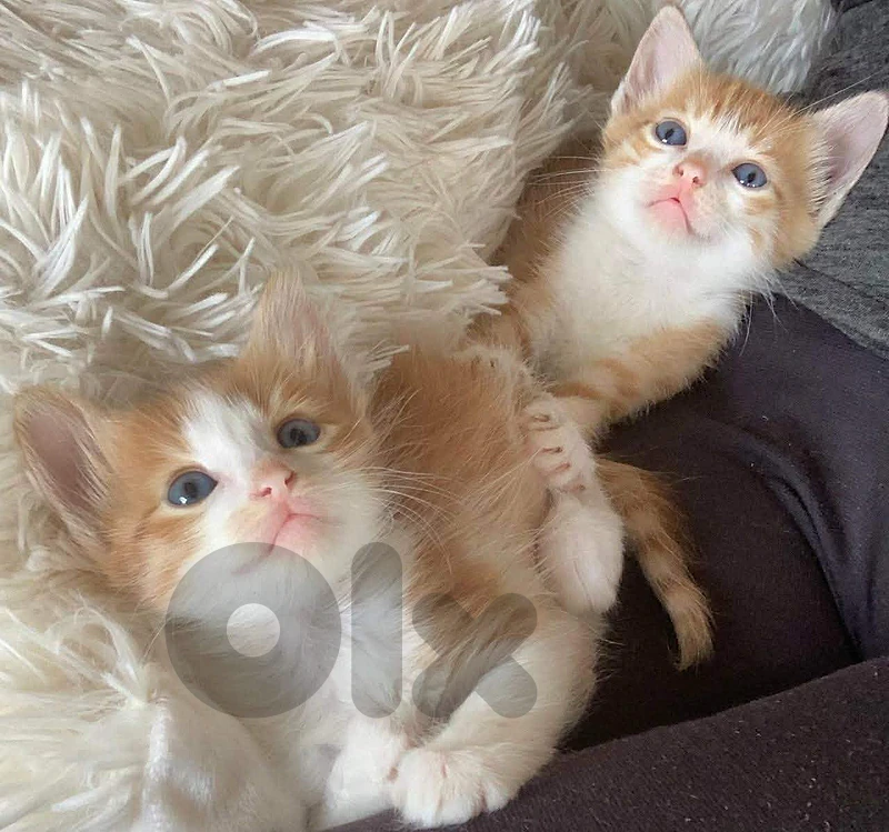 MIXED BREED KITTENS
