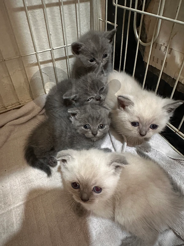 Fluffy Blue-Eyed  – Scottish Fold × British Shorthair Mix”
