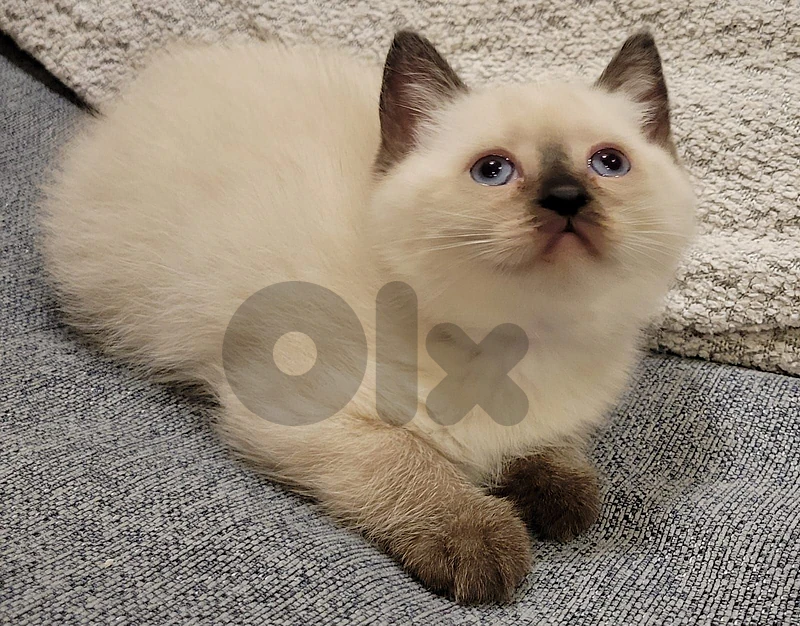 siamese