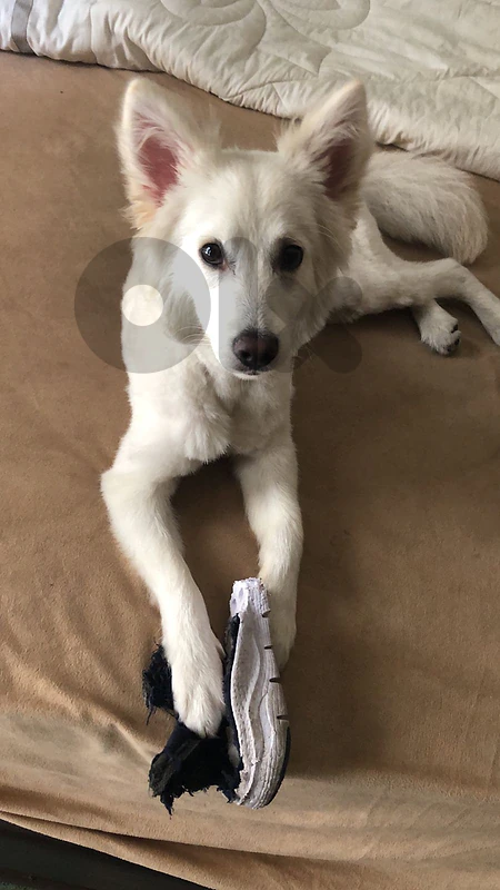 adopt