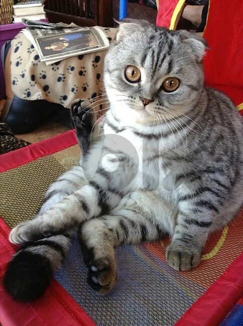 scottish fold pregnant