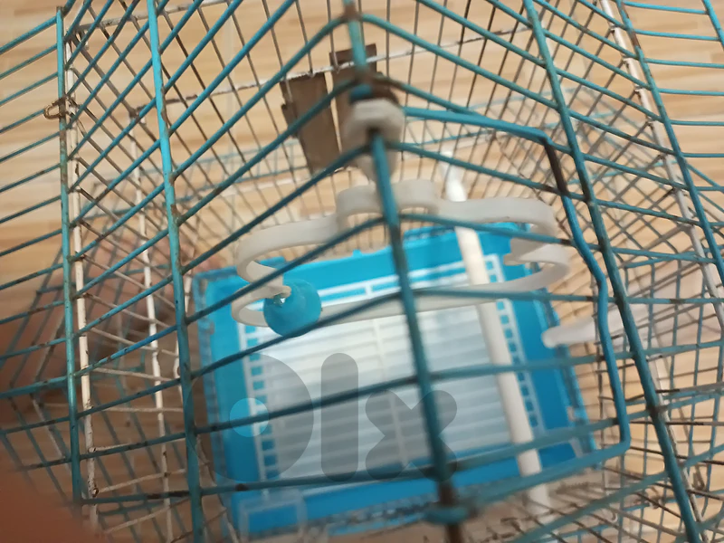 Medium Bird Cage