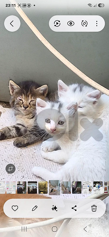 cute cats