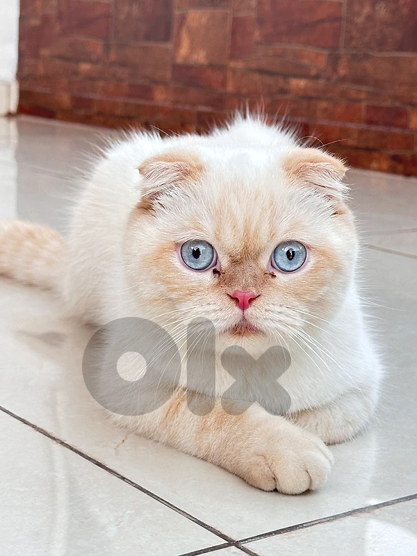 سكوتش فولد (اصلي)03008545