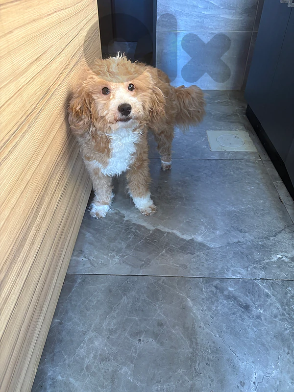 maltipoo male will turn 12 months