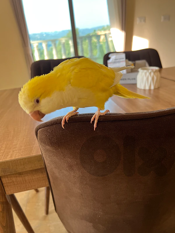 red eye latino quaker