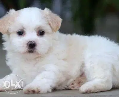 maltese Bichon MINI SIZE parti