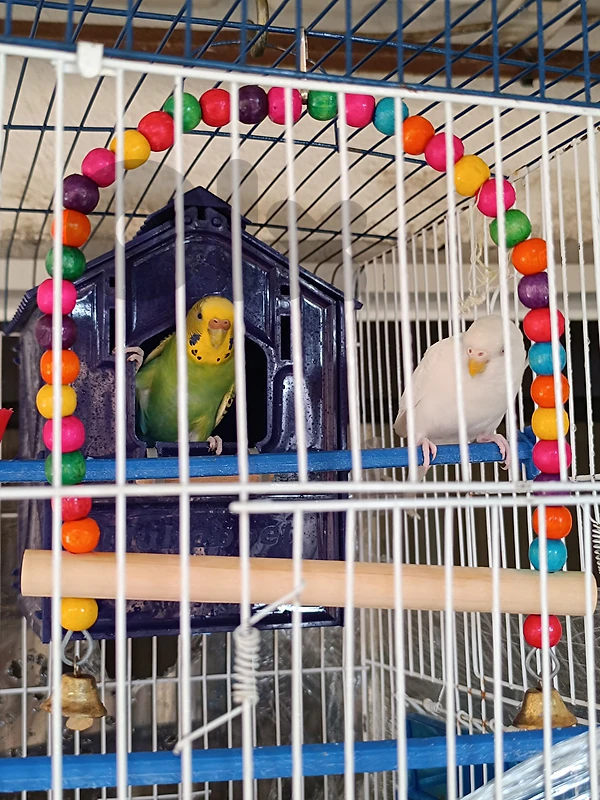budgies, love birds