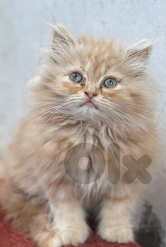 شيرازي