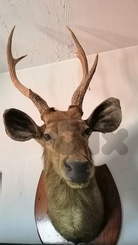Sambar deer