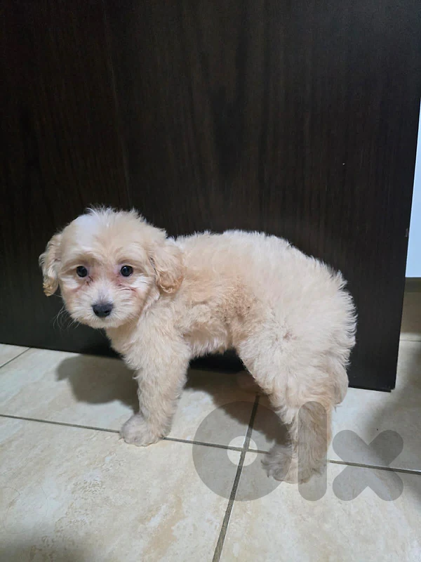 Maltipoo puppy