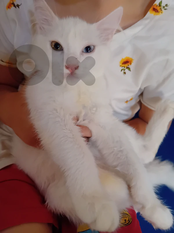 قطة كل عين لون بيضاء صغيرة