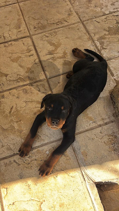male Rottweiler puppy