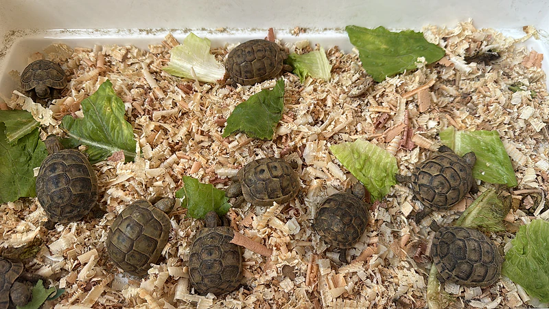 turtles
