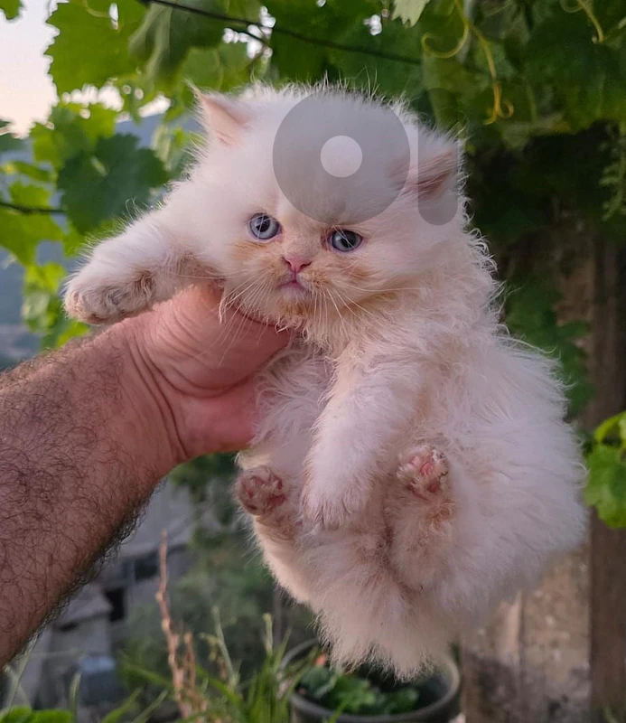 55 days old kittens