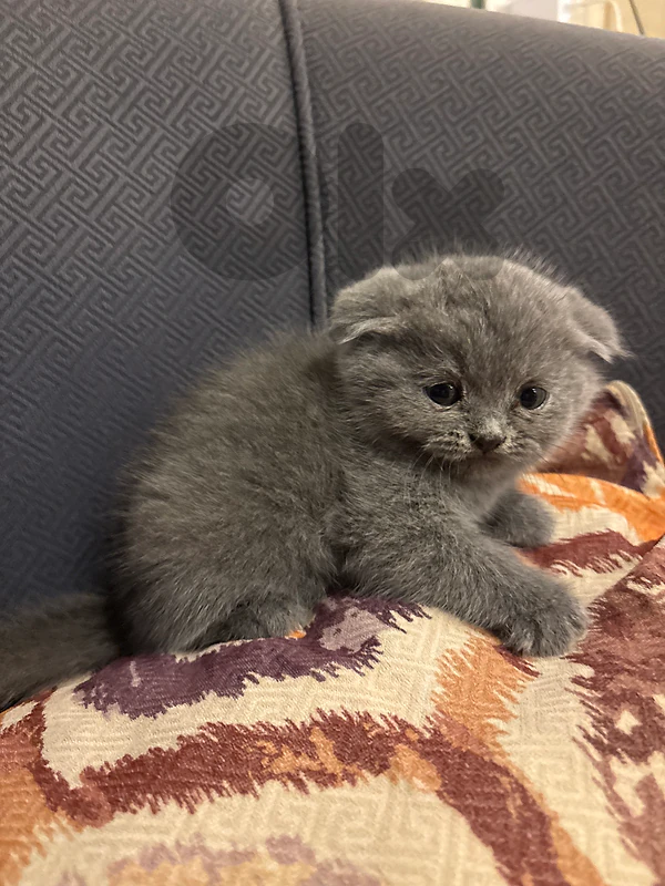 pure scottish fold