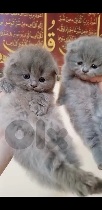 Scottish fold available