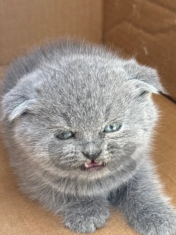 pure scottish fold