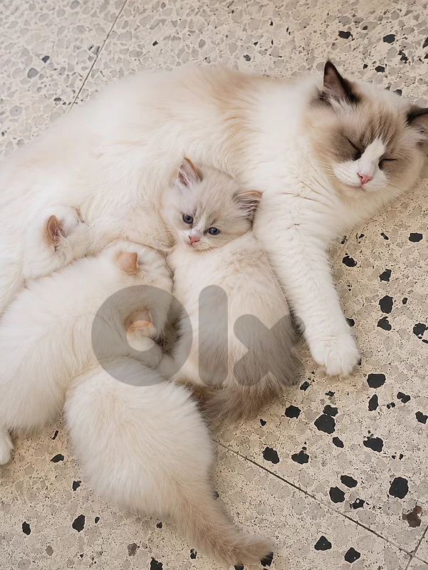 Ragdoĺ kittens for sales 600$ for all one kitten alone 200$