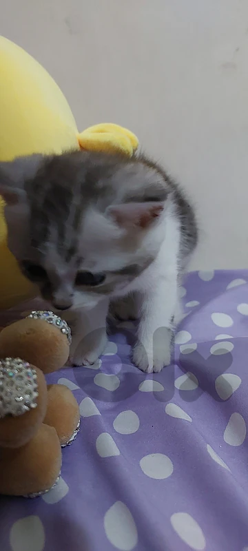 vert cute 1 month Persian Cat Kitten + all its staff