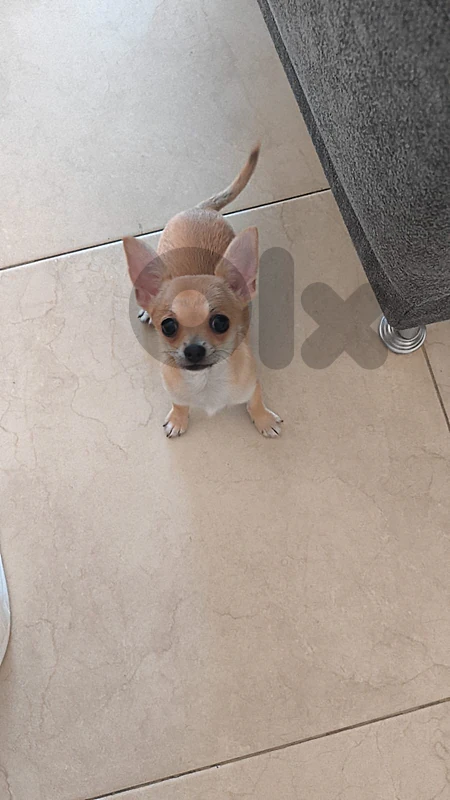 Chihuahua puppy for sale