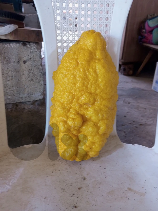 لبنان