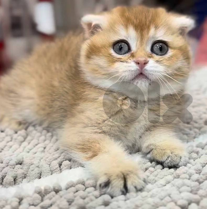 Golden Chinchilla Kitten