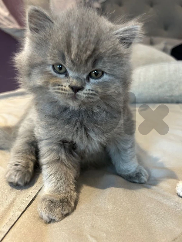 British kitten for sale