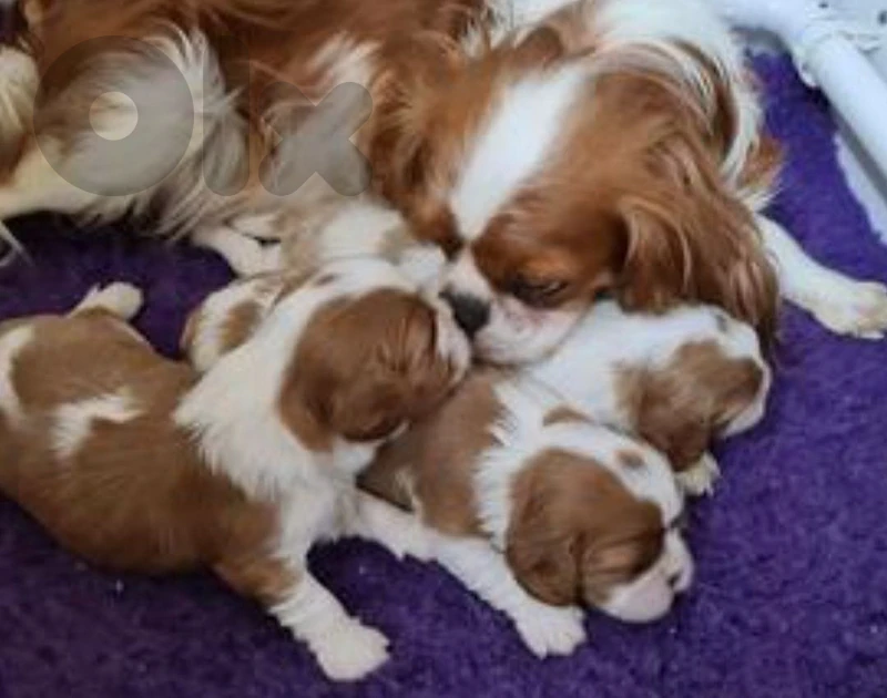 cavalier for sale