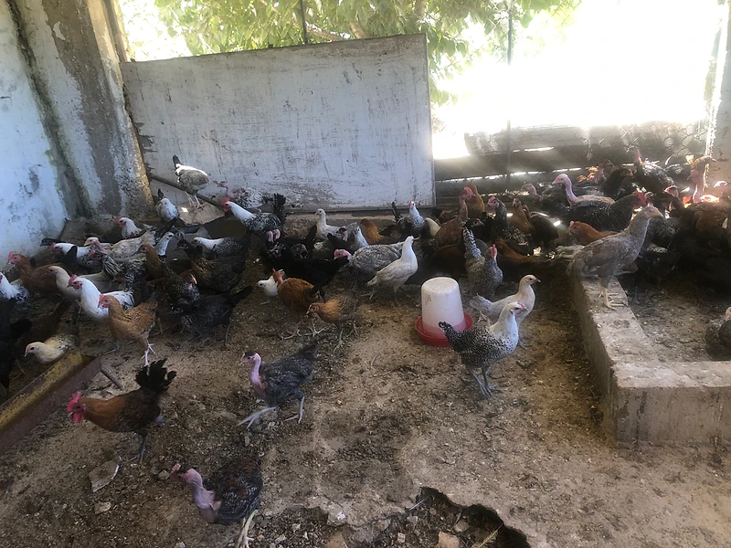 دجاج مشكل براكل واحلط وبلدي عمر ٤شهور ونص