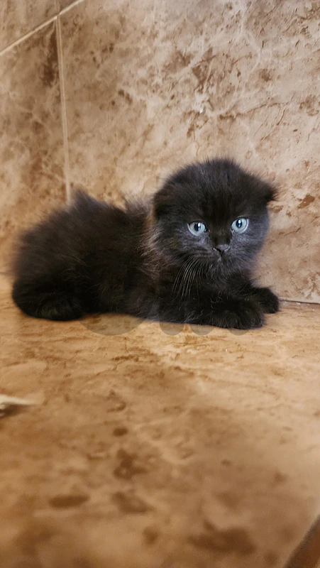 Scottish fold kitten قطط
