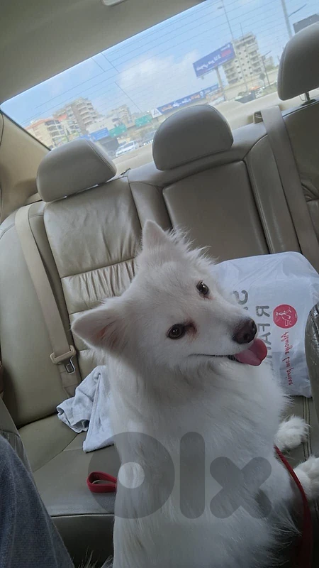 for adopt