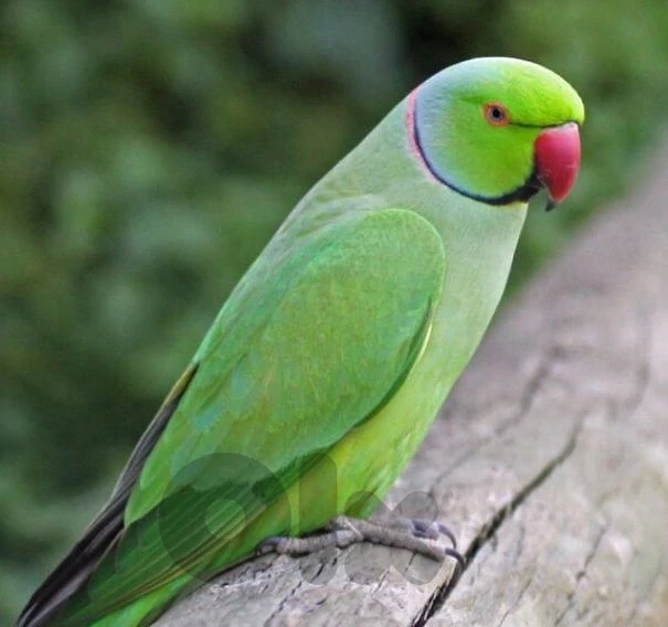 ببغاء دره للشراء