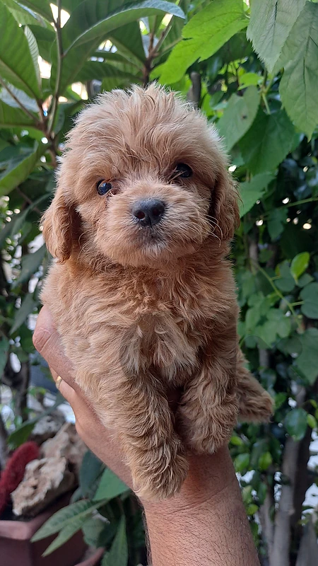 maltipoo