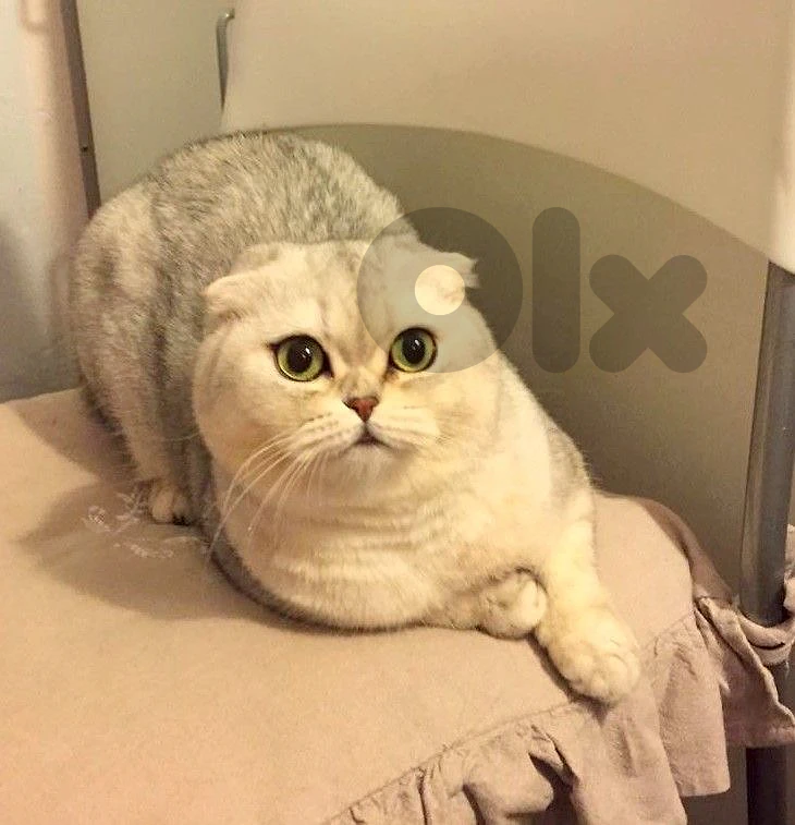 scottish fold chanchilla