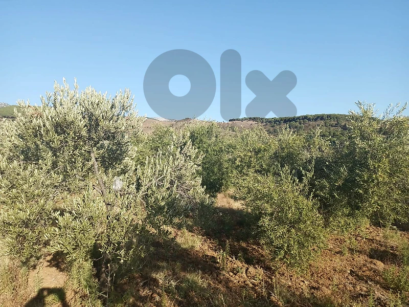 Prime location Agriculture  land for sale in Kfeir Nabatiye