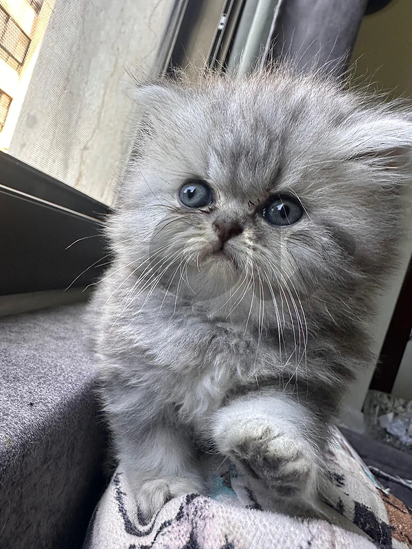 Pure breed Persian (picky face) last 2 kitten