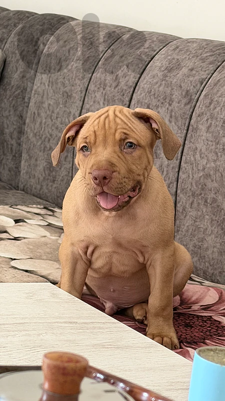 pitbull terrier red nose pure