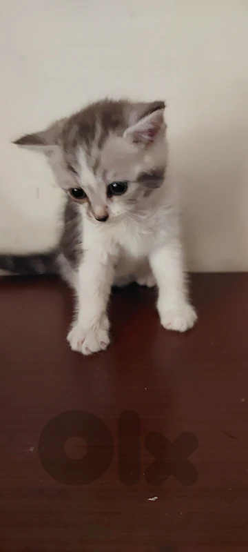 vert cute 1 month Persian Cat Kitten + all its staff