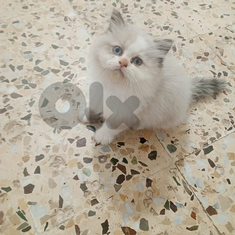 توصل معي عبر وتس اب 78936039