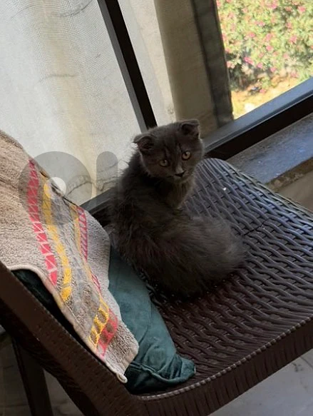 sccotich cat