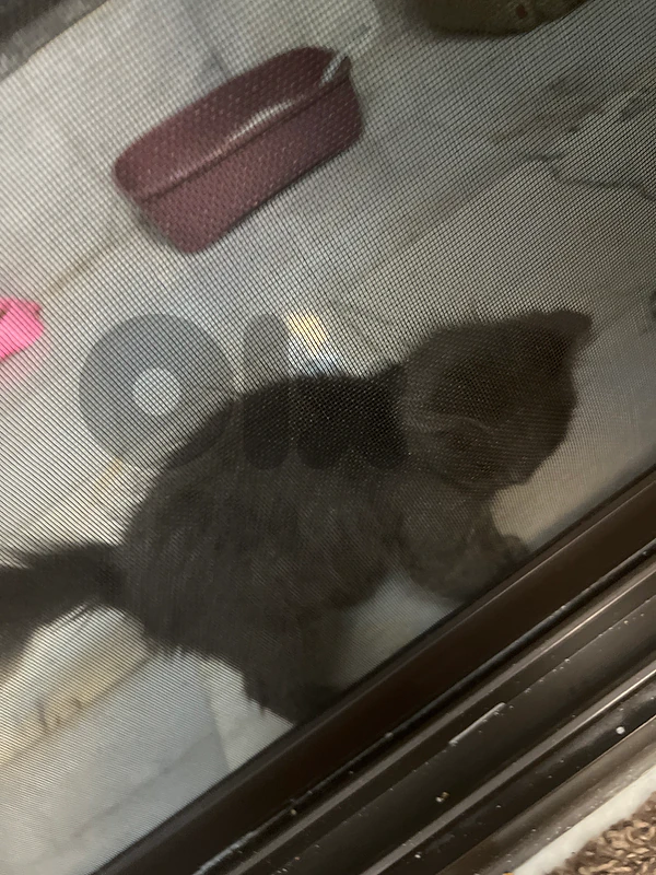 سكوتشي cat
